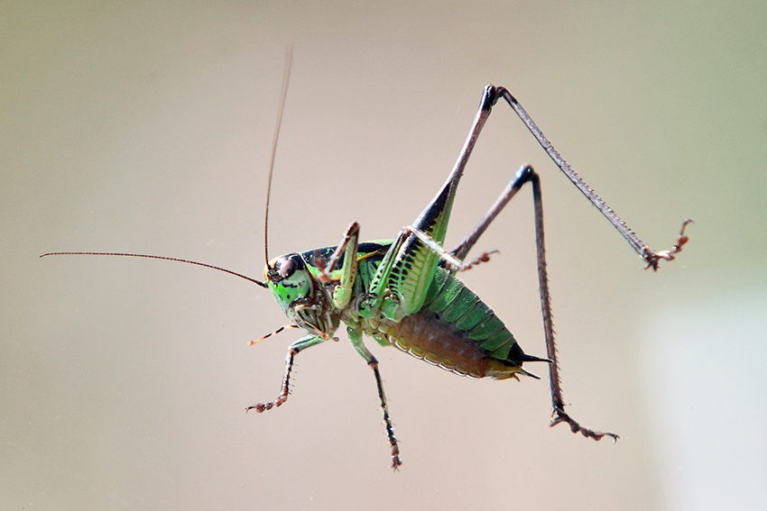 Grillo volante: Eupholidoptera chabrieri